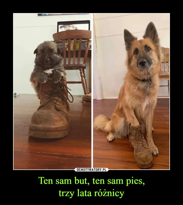 Ten sam but, ten sam pies,trzy lata różnicy –  