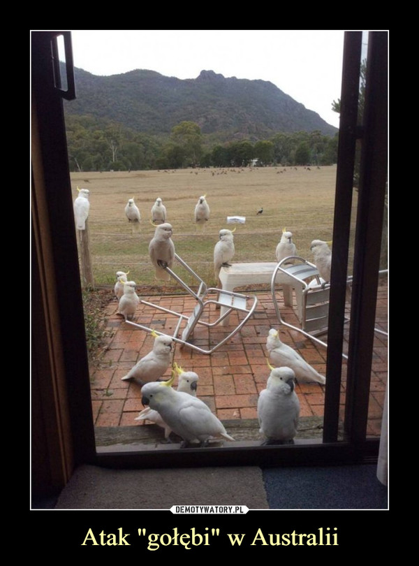 Atak "gołębi" w Australii