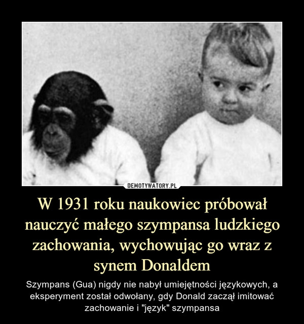 W 1931 roku naukowiec próbował nauczyć małego szympansa ludzkiego zachowania, wychowując go wraz z synem Donaldem – Szympans (Gua) nigdy nie nabył umiejętności językowych, a eksperyment został odwołany, gdy Donald zaczął imitować zachowanie i "język" szympansa 