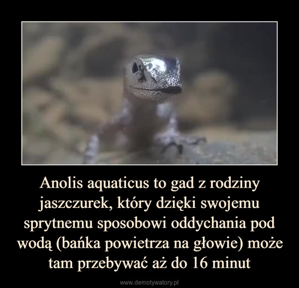 Anolis aquaticus to gad z rodziny jaszczurek, który dzięki swojemu sprytnemu sposobowi oddychania pod wodą (bańka powietrza na głowie) może tam przebywać aż do 16 minut –  