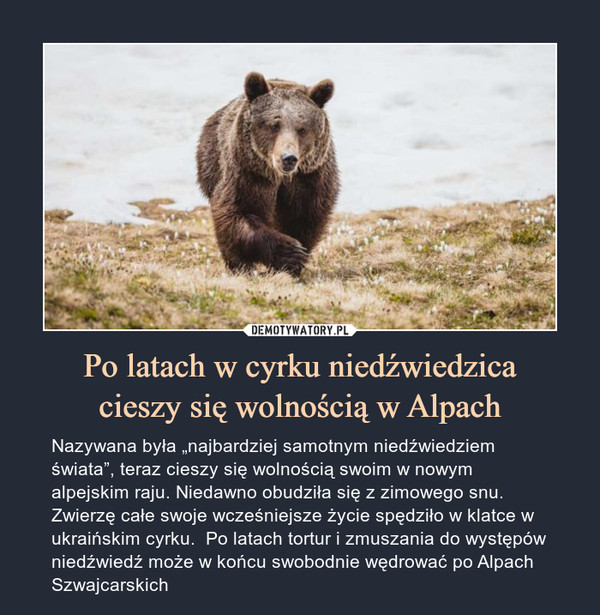 Po latach w cyrku niedźwiedzicacieszy się wolnością w Alpach – Nazywana była „najbardziej samotnym niedźwiedziem świata”, teraz cieszy się wolnością swoim w nowym alpejskim raju. Niedawno obudziła się z zimowego snu. Zwierzę całe swoje wcześniejsze życie spędziło w klatce w ukraińskim cyrku.  Po latach tortur i zmuszania do występów niedźwiedź może w końcu swobodnie wędrować po Alpach Szwajcarskich 