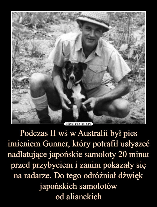 Podczas II wś w Australii był pies imieniem Gunner, który potrafił usłyszeć nadlatujące japońskie samoloty 20 minut przed przybyciem i zanim pokazały się na radarze. Do tego odróżniał dźwięk japońskich samolotów
od alianckich
