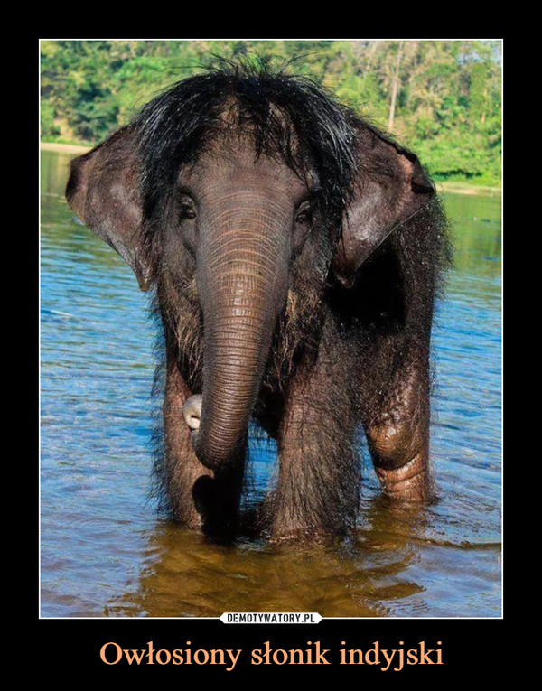 Owłosiony słonik indyjski –  