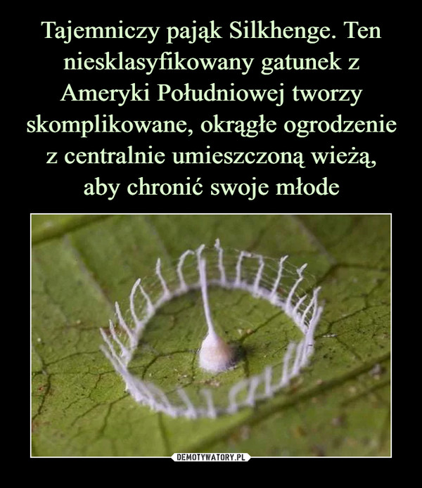 Tajemniczy pająk Silkhenge. Ten niesklasyfikowany gatunek z Ameryki Południowej tworzy skomplikowane, okrągłe ogrodzenie z centralnie umieszczoną wieżą,
aby chronić swoje młode
