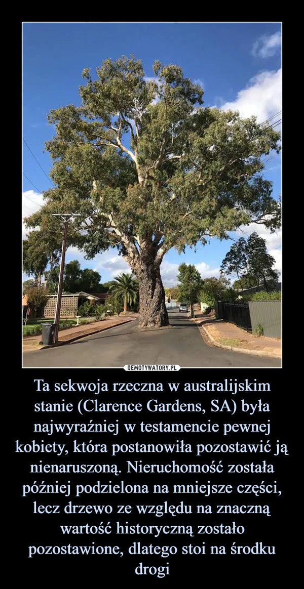 Ta sekwoja rzeczna w australijskim stanie (Clarence Gardens, SA) była najwyraźniej w testamencie pewnej kobiety, która postanowiła pozostawić ją nienaruszoną. Nieruchomość została później podzielona na mniejsze części, lecz drzewo ze względu na znaczną wartość historyczną zostało pozostawione, dlatego stoi na środku drogi –  