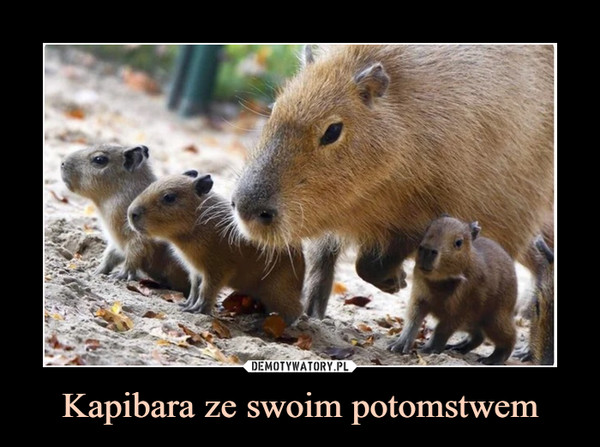 Kapibara ze swoim potomstwem –  