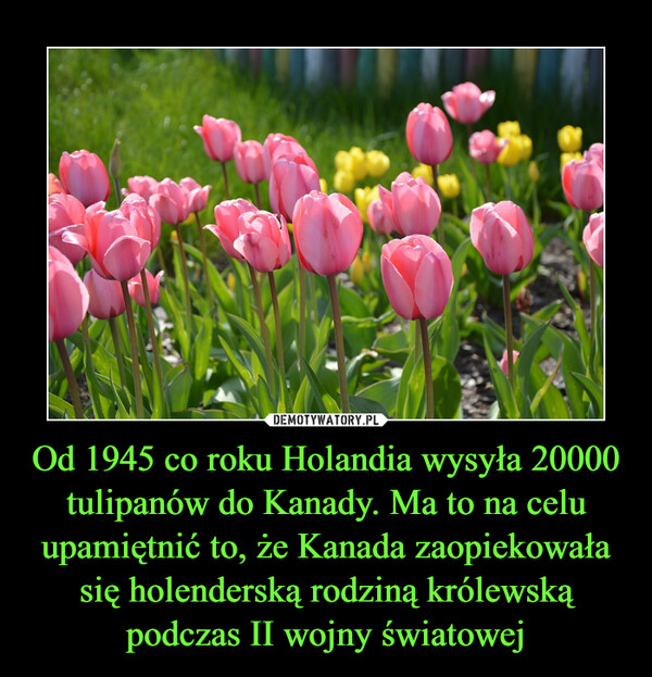 Od 1945 co roku Holandia wysyła 20000 tulipanów do Kanady. Ma to na celu upamiętnić to, że Kanada zaopiekowała się holenderską rodziną królewską podczas II wojny światowej –  
