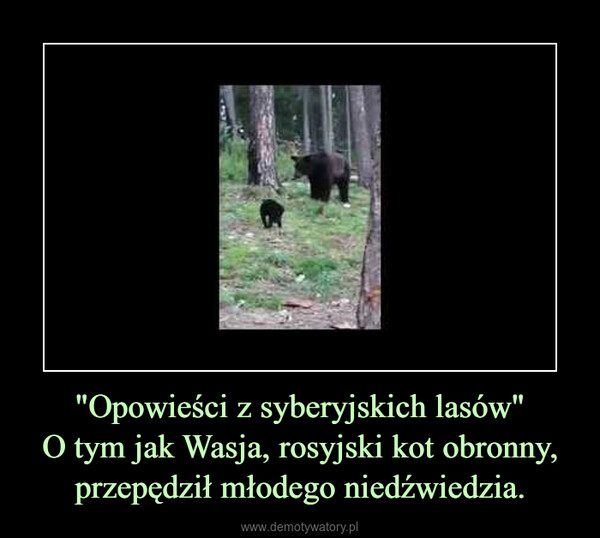 "Opowieści z syberyjskich lasów"O tym jak Wasja, rosyjski kot obronny, przepędził młodego niedźwiedzia. –  