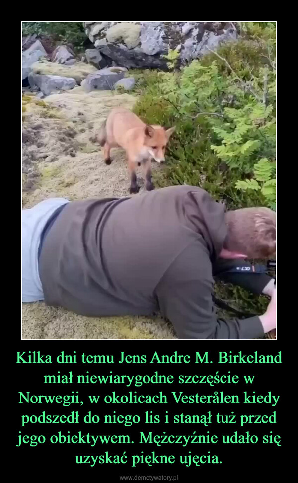 Kilka dni temu Jens Andre M. Birkeland miał niewiarygodne szczęście w Norwegii, w okolicach Vesterålen kiedy podszedł do niego lis i stanął tuż przed jego obiektywem. Mężczyźnie udało się uzyskać piękne ujęcia. –  