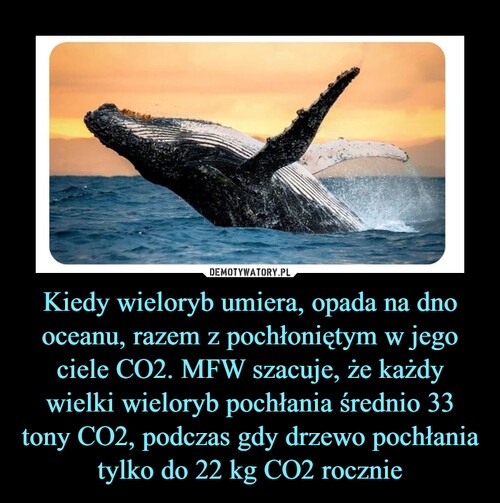 Kiedy wieloryb umiera, opada na dno oceanu, razem z pochłoniętym w jego ciele CO2. MFW szacuje, że każdy wielki wieloryb pochłania średnio 33 tony CO2, podczas gdy drzewo pochłania tylko do 22 kg CO2 rocznie