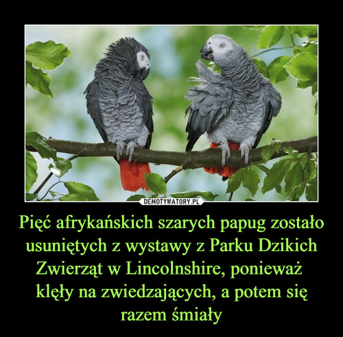 Pięć afrykańskich szarych papug zostało usuniętych z wystawy z Parku Dzikich Zwierząt w Lincolnshire, ponieważ 
klęły na zwiedzających, a potem się razem śmiały