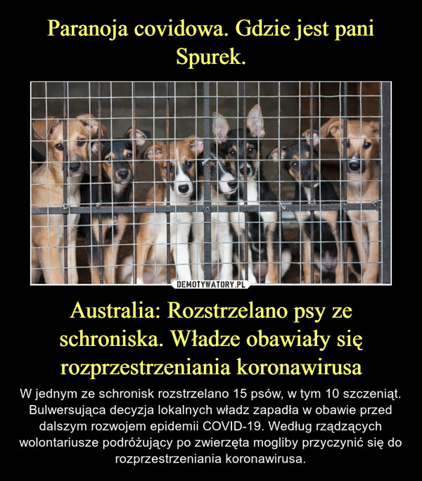 Australia: Rozstrzelano psy ze schroniska. Władze obawiały się rozprzestrzeniania koronawirusa – W jednym ze schronisk rozstrzelano 15 psów, w tym 10 szczeniąt. Bulwersująca decyzja lokalnych władz zapadła w obawie przed dalszym rozwojem epidemii COVID-19. Według rządzących wolontariusze podróżujący po zwierzęta mogliby przyczynić się do rozprzestrzeniania koronawirusa. 