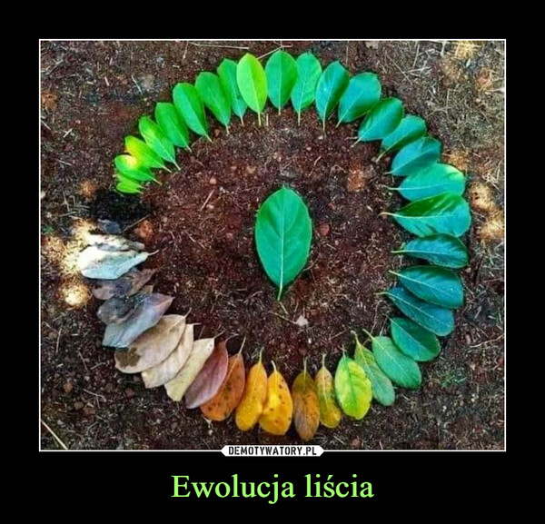 Ewolucja liścia –  