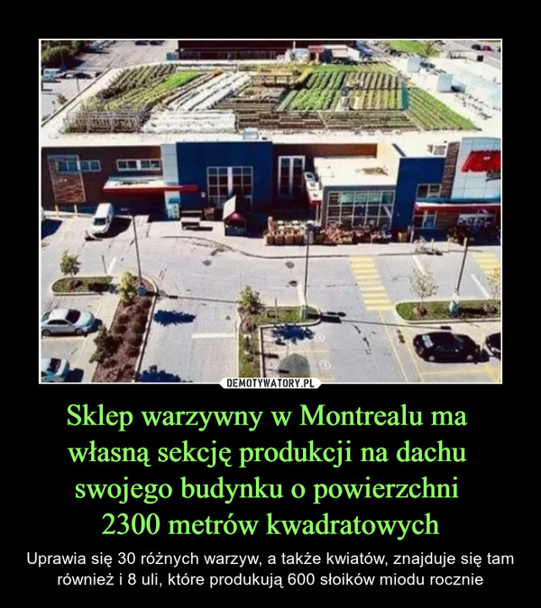 Sklep warzywny w Montrealu ma 
własną sekcję produkcji na dachu 
swojego budynku o powierzchni 
2300 metrów kwadratowych