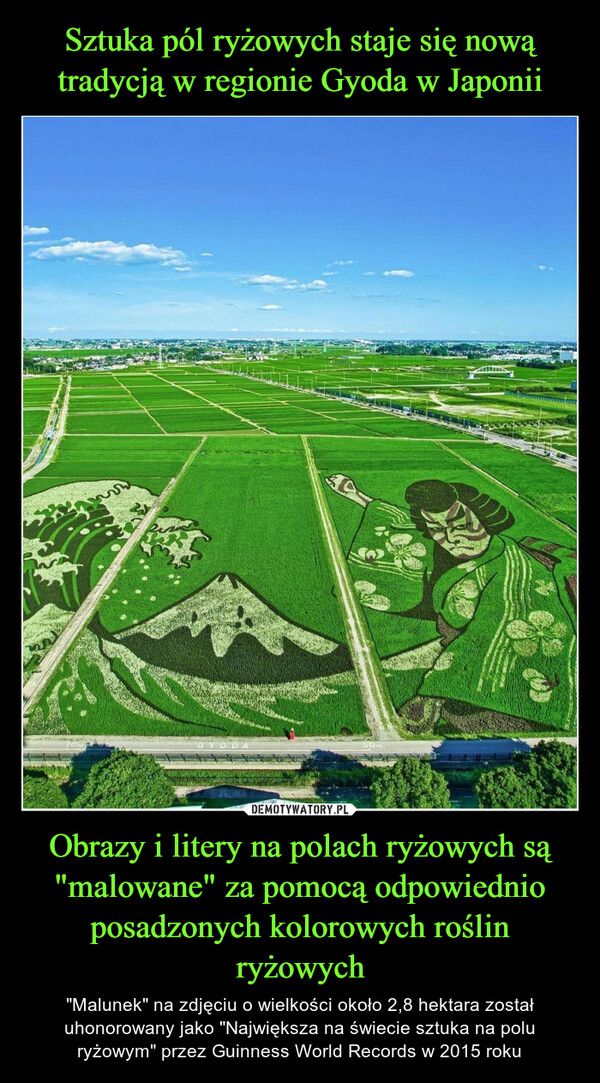 Obrazy i litery na polach ryżowych są "malowane" za pomocą odpowiednio posadzonych kolorowych roślin ryżowych – "Malunek" na zdjęciu o wielkości około 2,8 hektara został uhonorowany jako "Największa na świecie sztuka na polu ryżowym" przez Guinness World Records w 2015 roku 
