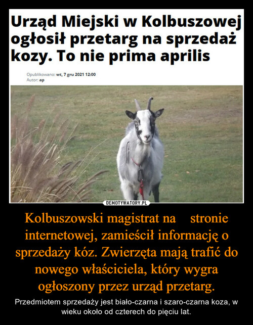Kolbuszowski magistrat na    stronie internetowej, zamieścił informację o sprzedaży kóz. Zwierzęta mają trafić do nowego właściciela, który wygra ogłoszony przez urząd przetarg.