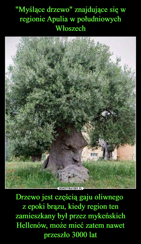 Drzewo jest częścią gaju oliwnego z epoki brązu, kiedy region ten zamieszkany był przez mykeńskich Hellenów, może mieć zatem nawet przeszło 3000 lat –  