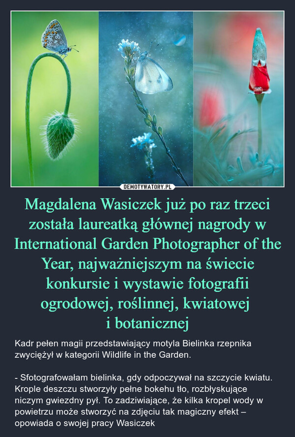 Magdalena Wasiczek już po raz trzeci została laureatką głównej nagrody w International Garden Photographer of the Year, najważniejszym na świecie konkursie i wystawie fotografii ogrodowej, roślinnej, kwiatowej i botanicznej – Kadr pełen magii przedstawiający motyla Bielinka rzepnika zwyciężył w kategorii Wildlife in the Garden.- Sfotografowałam bielinka, gdy odpoczywał na szczycie kwiatu. Krople deszczu stworzyły pełne bokehu tło, rozbłyskujące niczym gwiezdny pył. To zadziwiające, że kilka kropel wody w powietrzu może stworzyć na zdjęciu tak magiczny efekt – opowiada o swojej pracy Wasiczek 