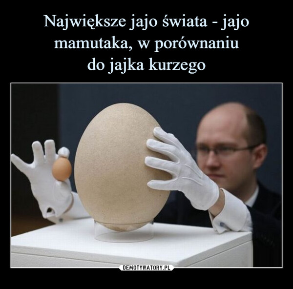 Największe jajo świata - jajo mamutaka, w porównaniu
do jajka kurzego