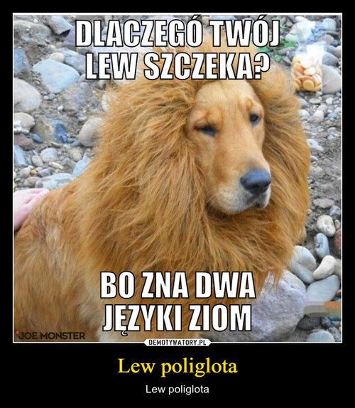 Lew poliglota