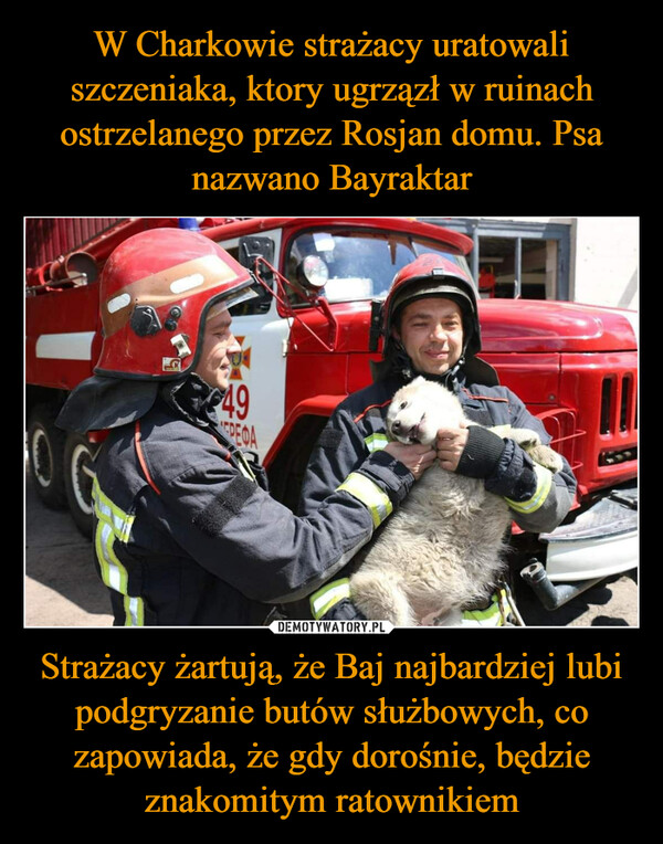 W Charkowie strażacy uratowali szczeniaka, ktory ugrzązł w ruinach ostrzelanego przez Rosjan domu. Psa nazwano Bayraktar Strażacy żartują, że Baj najbardziej lubi podgryzanie butów służbowych, co zapowiada, że gdy dorośnie, będzie znakomitym ratownikiem