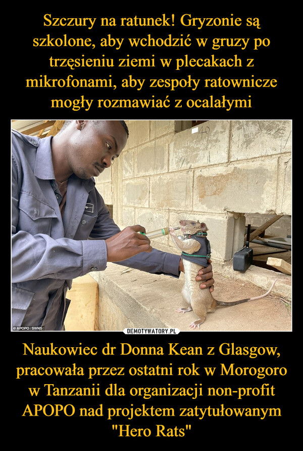 Naukowiec dr Donna Kean z Glasgow, pracowała przez ostatni rok w Morogoro w Tanzanii dla organizacji non-profit APOPO nad projektem zatytułowanym "Hero Rats" –  