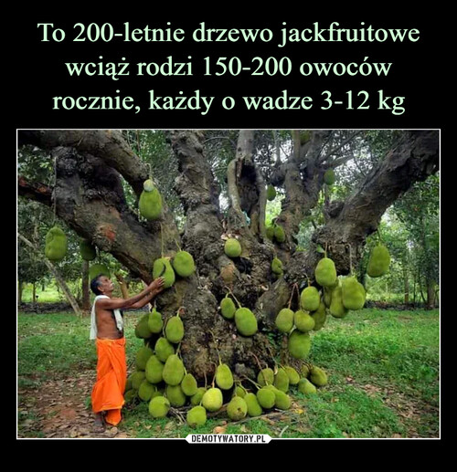 To 200-letnie drzewo jackfruitowe wciąż rodzi 150-200 owoców rocznie, każdy o wadze 3-12 kg