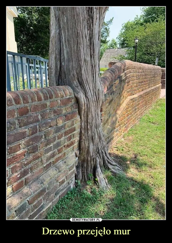 Drzewo przejęło mur –  