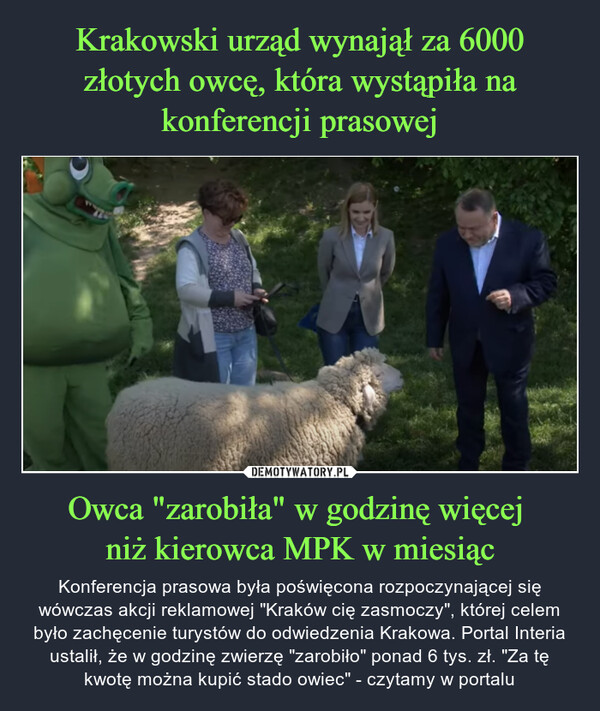 Owca "zarobiła" w godzinę więcej niż kierowca MPK w miesiąc – Konferencja prasowa była poświęcona rozpoczynającej się wówczas akcji reklamowej "Kraków cię zasmoczy", której celem było zachęcenie turystów do odwiedzenia Krakowa. Portal Interia ustalił, że w godzinę zwierzę "zarobiło" ponad 6 tys. zł. "Za tę kwotę można kupić stado owiec" - czytamy w portalu 