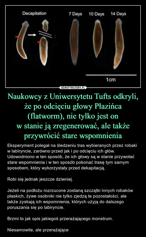 Naukowcy z Uniwersytetu Tufts odkryli, że po odcięciu głowy Płazińca (flatworm), nie tylko jest on
w stanie ją zregenerować, ale także przywrócić stare wspomnienia