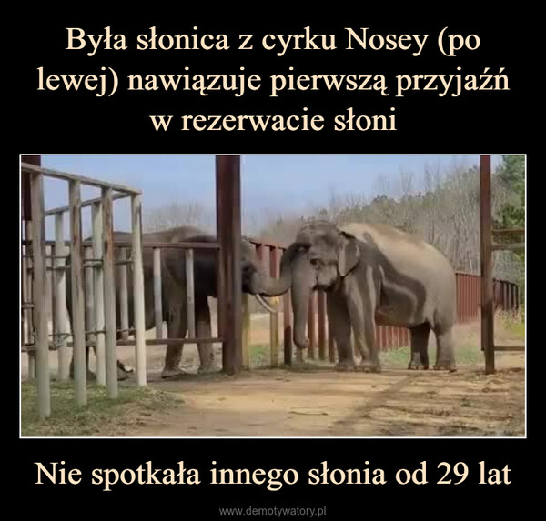 Nie spotkała innego słonia od 29 lat –  