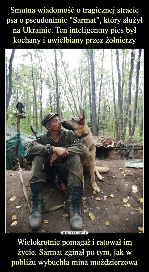 Smutna wiadomość o tragicznej stracie psa o pseudonimie "Sarmat", który służył na Ukrainie. Ten inteligentny pies był kochany i uwielbiany przez żołnierzy Wielokrotnie pomagał i ratował im życie. Sarmat zginął po tym, jak w pobliżu wybuchła mina moździerzowa