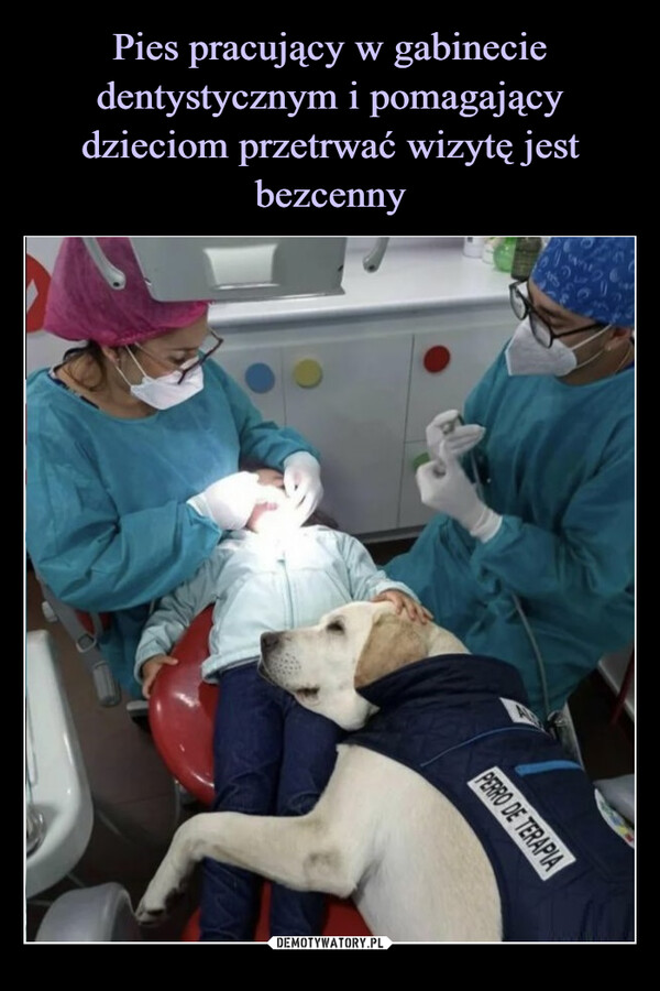 Pies pracujący w gabinecie dentystycznym i pomagający dzieciom przetrwać wizytę jest bezcenny