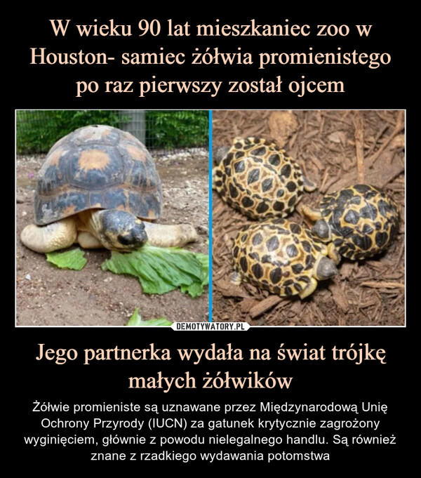 Jego partnerka wydała na świat trójkę małych żółwików – Żółwie promieniste są uznawane przez Międzynarodową Unię Ochrony Przyrody (IUCN) za gatunek krytycznie zagrożony wyginięciem, głównie z powodu nielegalnego handlu. Są również znane z rzadkiego wydawania potomstwa 