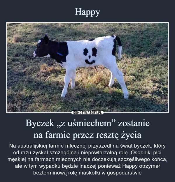 Happy Byczek „z uśmiechem” zostanie
na farmie przez resztę życia