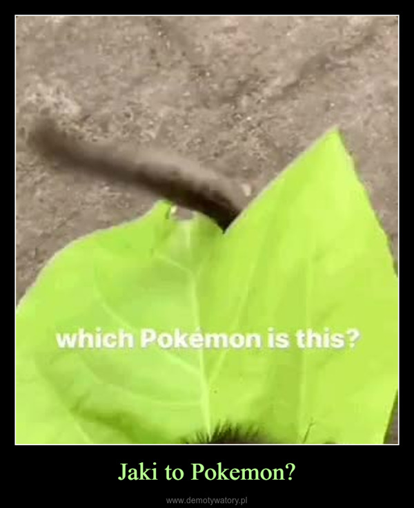 Jaki to Pokemon? –  which Pokémon is this?