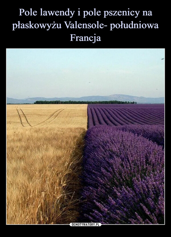 Pole lawendy i pole pszenicy na płaskowyżu Valensole- południowa Francja