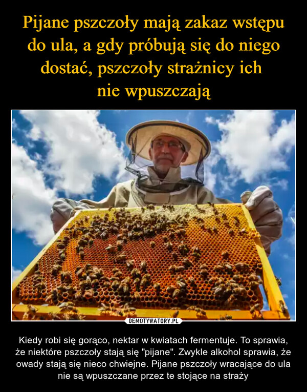 Pijane pszczoły mają zakaz wstępu do ula, a gdy próbują się do niego dostać, pszczoły strażnicy ich 
nie wpuszczają