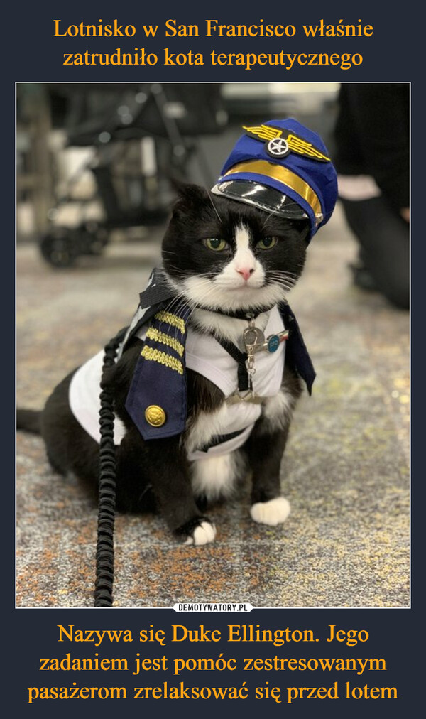 Lotnisko w San Francisco właśnie zatrudniło kota terapeutycznego Nazywa się Duke Ellington. Jego zadaniem jest pomóc zestresowanym pasażerom zrelaksować się przed lotem