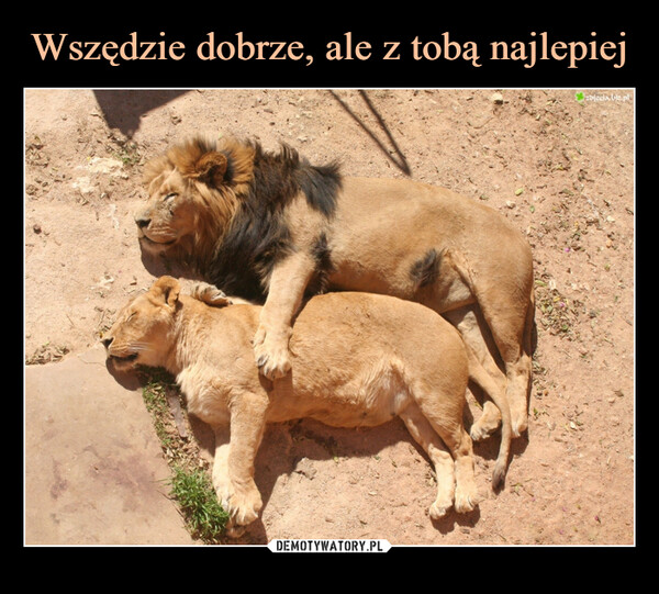  –  zdjęcia.biz.pl.