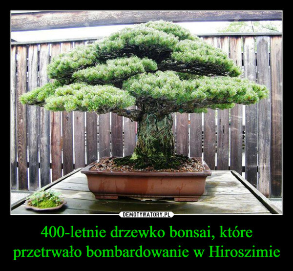 400-letnie drzewko bonsai, które przetrwało bombardowanie w Hiroszimie