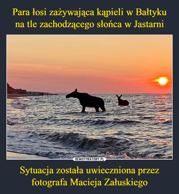 Para łosi zażywająca kąpieli w Bałtyku na tle zachodzącego słońca w Jastarni Sytuacja została uwieczniona przez fotografa Macieja Załuskiego