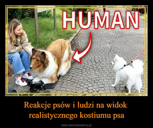 Reakcje psów i ludzi na widok realistycznego kostiumu psa –  HUMANBLELINTA