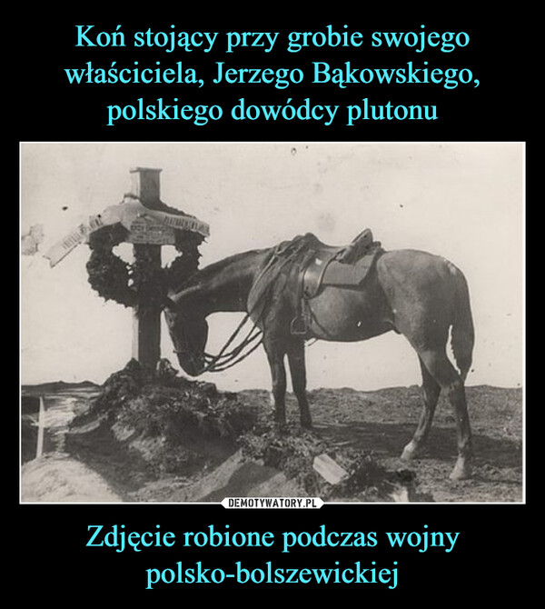 Koń stojący przy grobie swojego właściciela, Jerzego Bąkowskiego, polskiego dowódcy plutonu Zdjęcie robione podczas wojny polsko-bolszewickiej