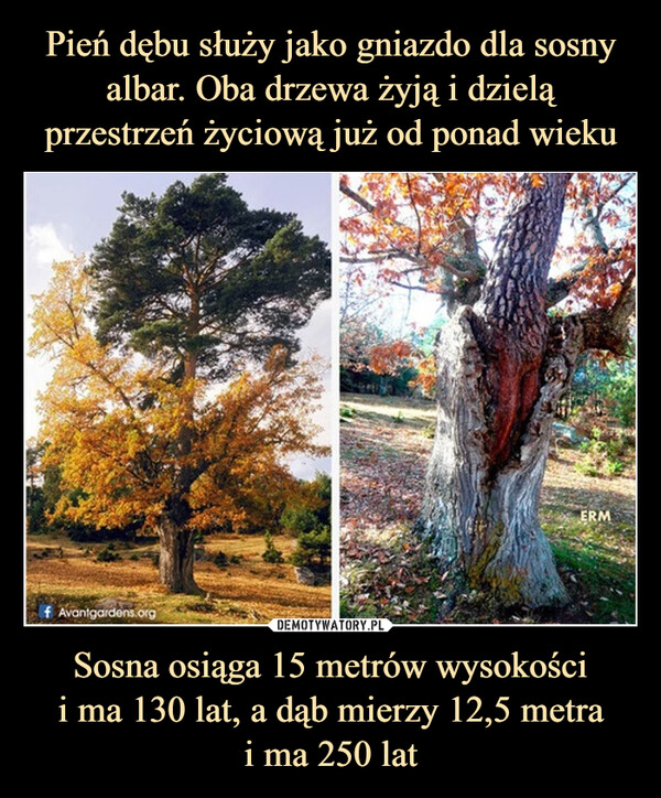 Pień dębu służy jako gniazdo dla sosny albar. Oba drzewa żyją i dzielą przestrzeń życiową już od ponad wieku Sosna osiąga 15 metrów wysokości
i ma 130 lat, a dąb mierzy 12,5 metra
i ma 250 lat