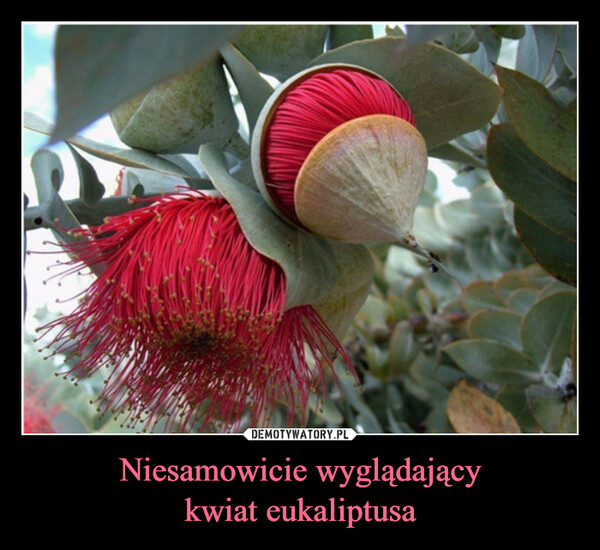 Niesamowicie wyglądającykwiat eukaliptusa –  (215)