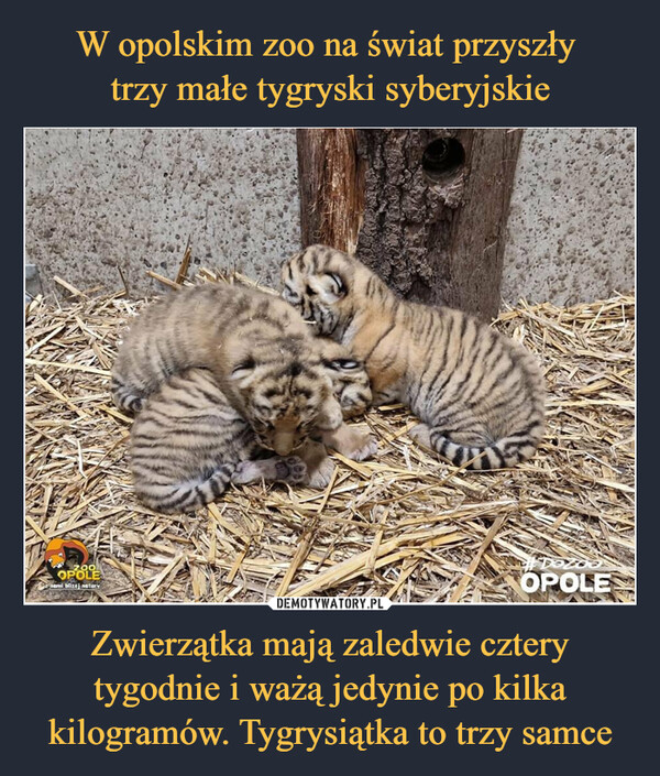 W opolskim zoo na świat przyszły 
trzy małe tygryski syberyjskie Zwierzątka mają zaledwie cztery tygodnie i ważą jedynie po kilka kilogramów. Tygrysiątka to trzy samce