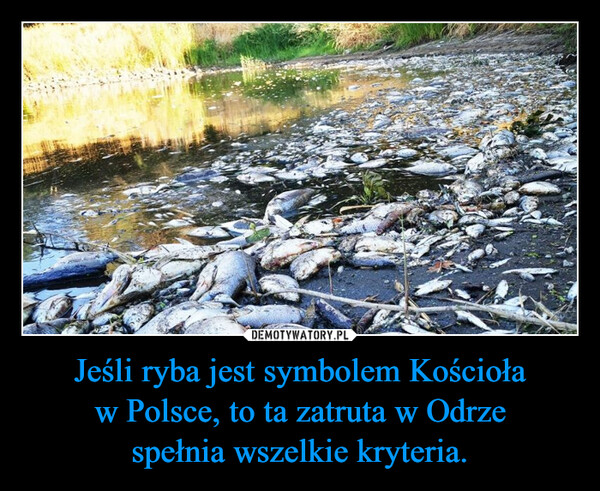 Jeśli ryba jest symbolem Kościoła w Polsce, to ta zatruta w Odrzespełnia wszelkie kryteria. –  