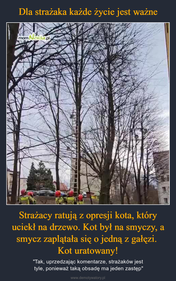 Strażacy ratują z opresji kota, który uciekł na drzewo. Kot był na smyczy, a smycz zaplątała się o jedną z gałęzi. Kot uratowany! – "Tak, uprzedzając komentarze, strażaków jest tyle, ponieważ taką obsadę ma jeden zastęp" mam Nawisa.pl