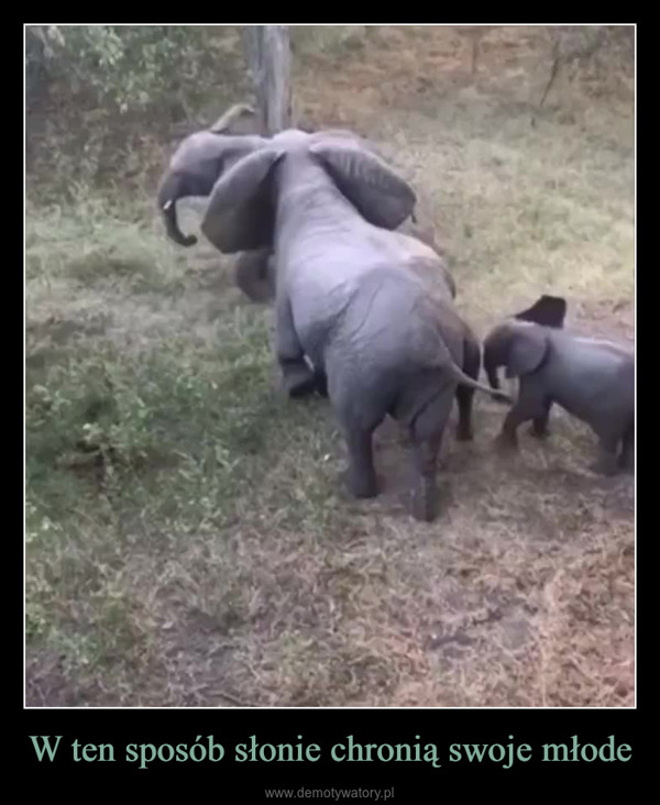 W ten sposób słonie chronią swoje młode –  